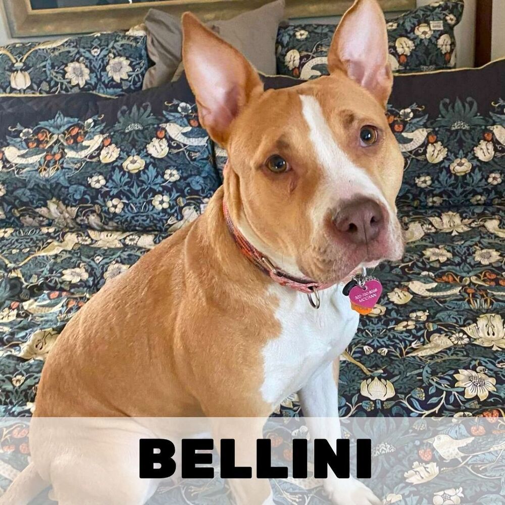 Bellini