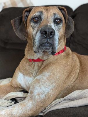 Tanni, Adult Female Mixed Breed