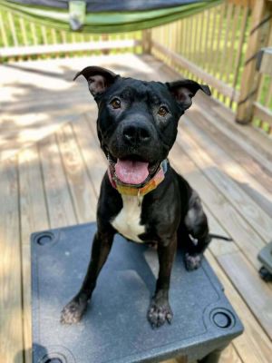 Valentina, Adult Female Pit Bull Terrier