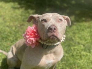 Denali, Young Female Catahoula Leopard Dog