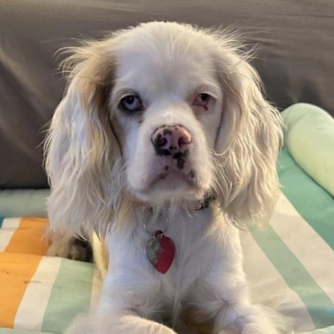 Amy D17195, an adoptable Cockapoo in Minnetonka, MN, 55345 | Photo Image 1