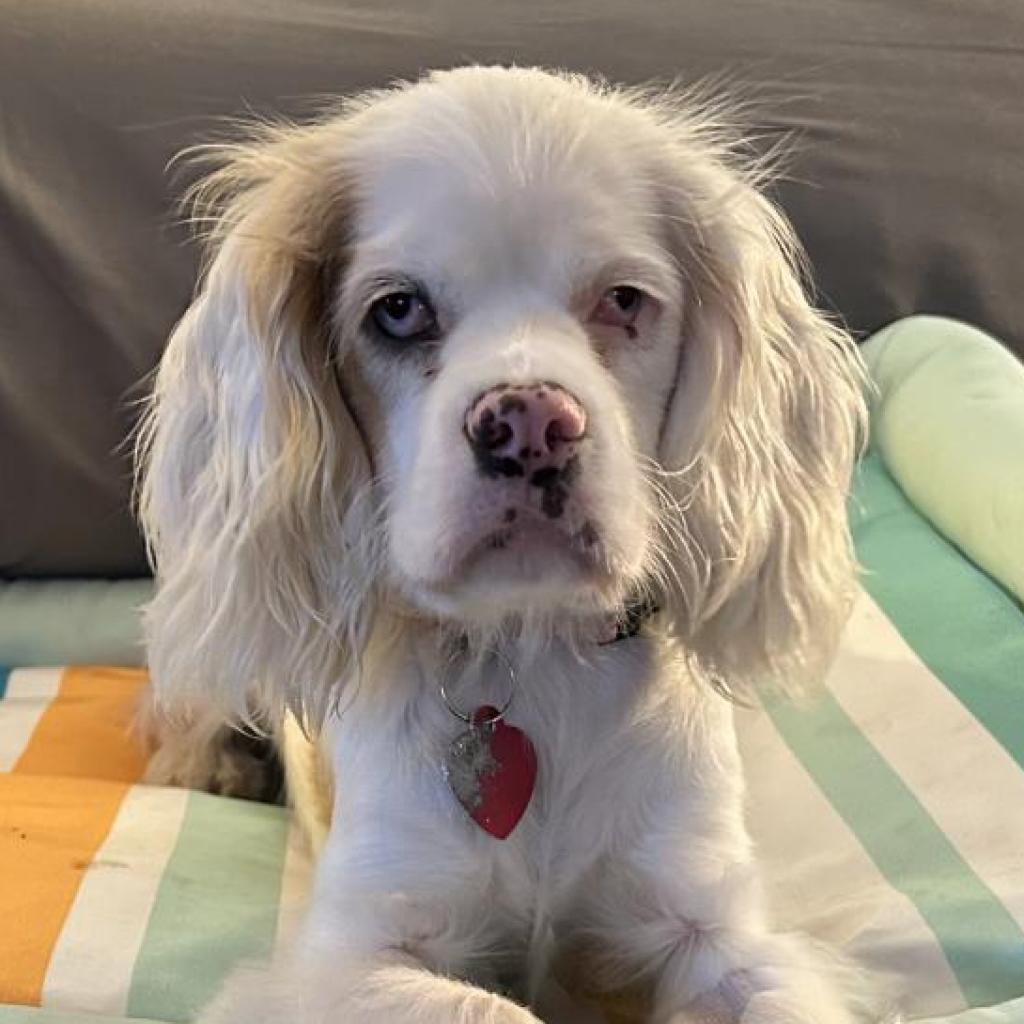 Amy D17195, an adoptable Cockapoo in Minnetonka, MN, 55345 | Photo Image 1