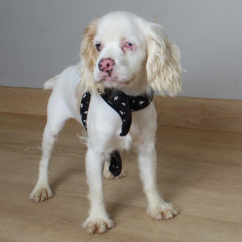 Amy D17195, an adoptable Cockapoo in Minnetonka, MN, 55345 | Photo Image 2