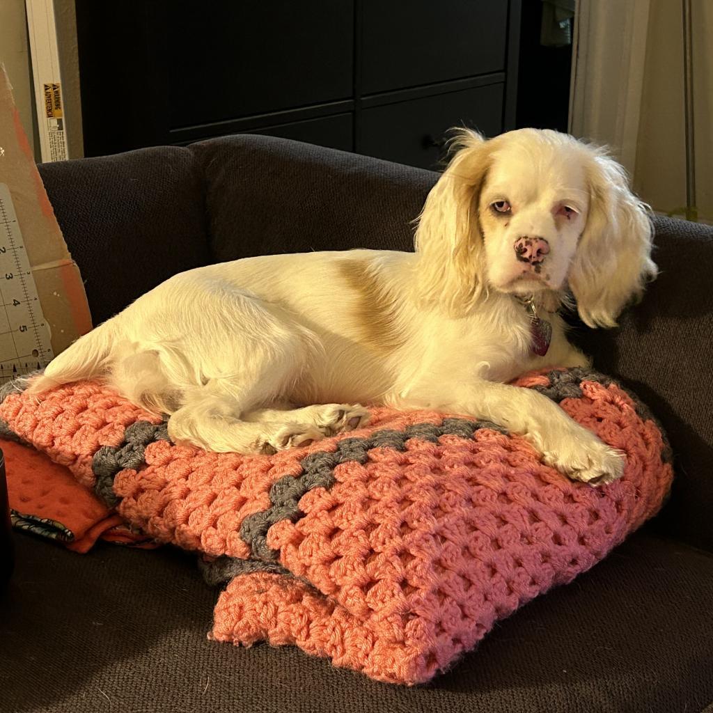 Amy D17195, an adoptable Cockapoo in Minnetonka, MN, 55345 | Photo Image 2