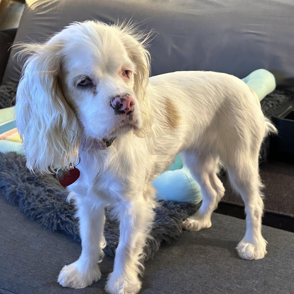 Amy D17195, an adoptable Cockapoo in Minnetonka, MN, 55345 | Photo Image 3