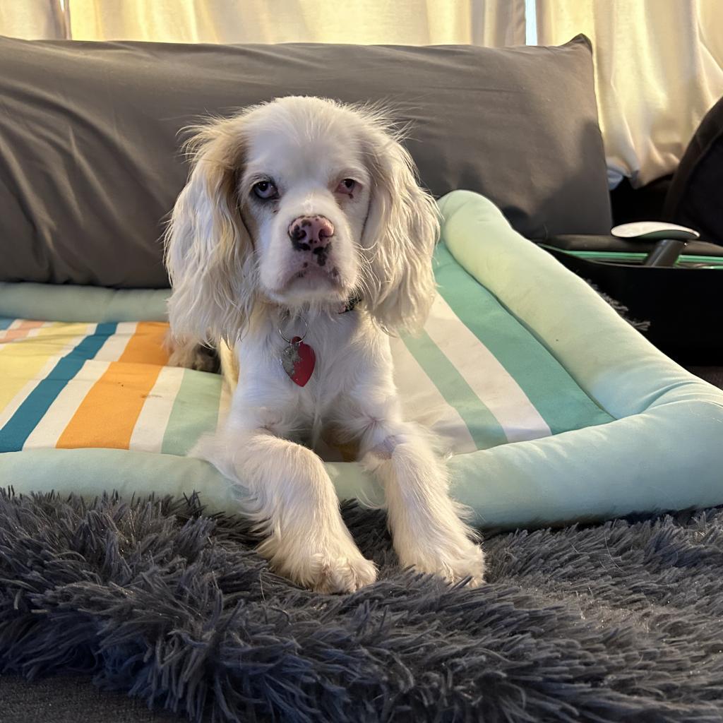 Amy D17195, an adoptable Cockapoo in Minnetonka, MN, 55345 | Photo Image 4