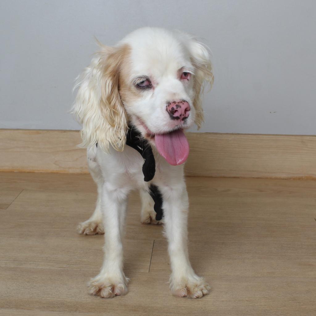 Amy D17195, an adoptable Cockapoo in Minnetonka, MN, 55345 | Photo Image 5