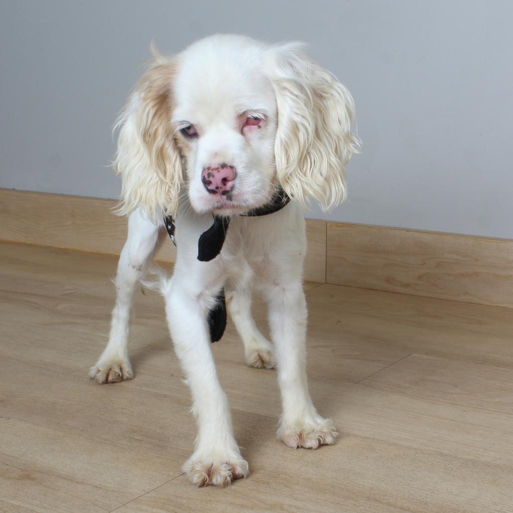 Amy D17195, an adoptable Cockapoo in Minnetonka, MN, 55345 | Photo Image 6