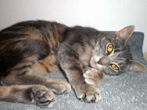 Baby Girl, Adult Female unknown