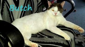 Butch, Adult Male unknown