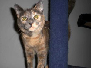 Molly, Adult Female unknown