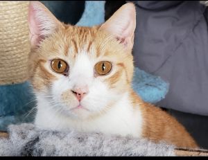 Theodore, Adult Male unknown