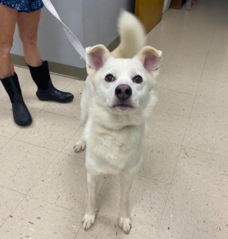 Mayo, an adoptable Husky, Spitz in Carrollton, VA, 23314 | Photo Image 1