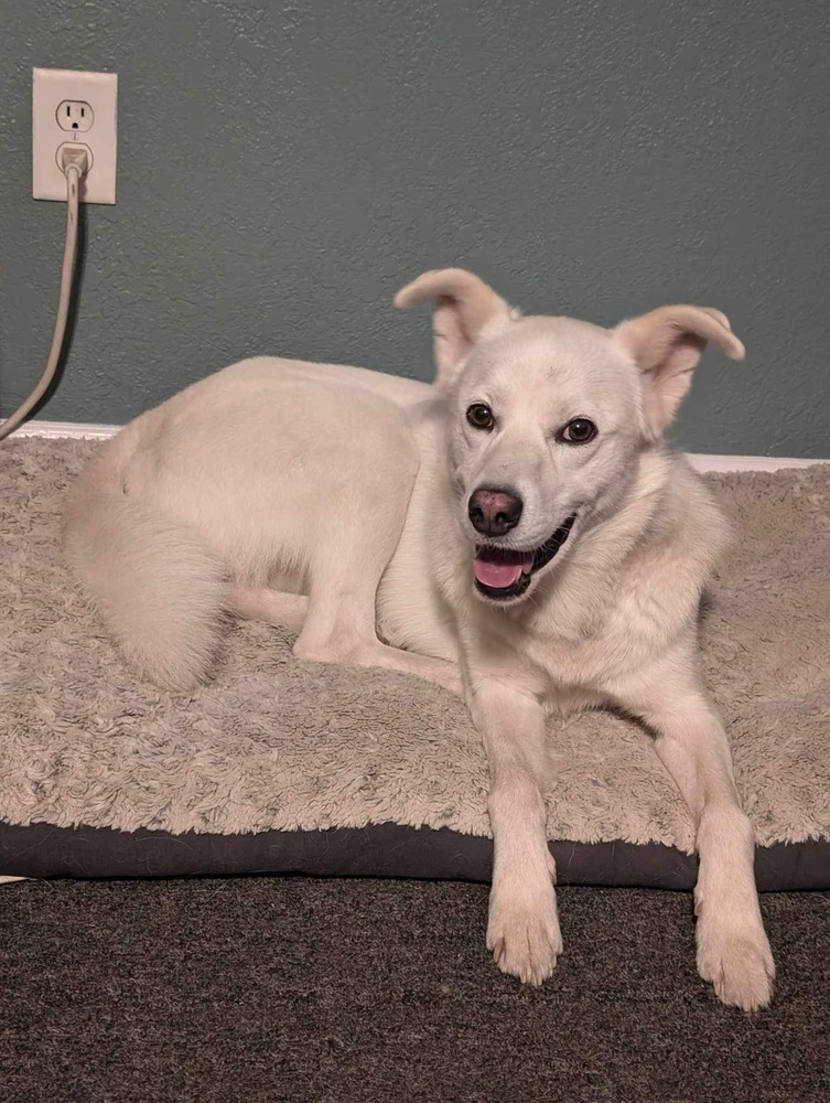 Mayo, an adoptable Husky, Spitz in Carrollton, VA, 23314 | Photo Image 2