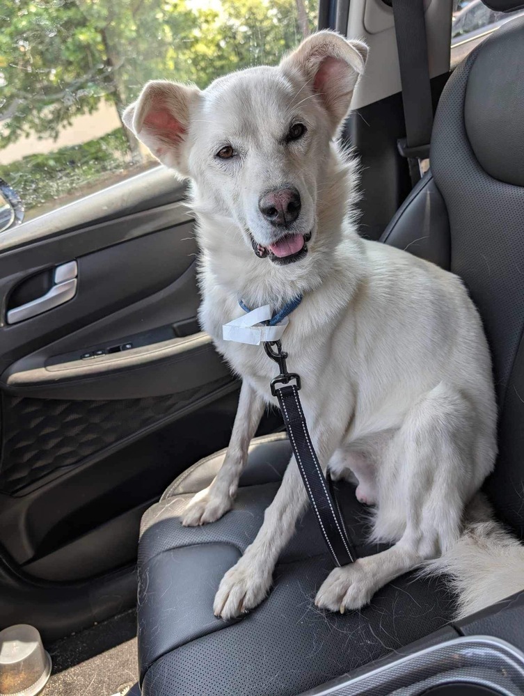 Mayo, an adoptable Husky, Spitz in Carrollton, VA, 23314 | Photo Image 3