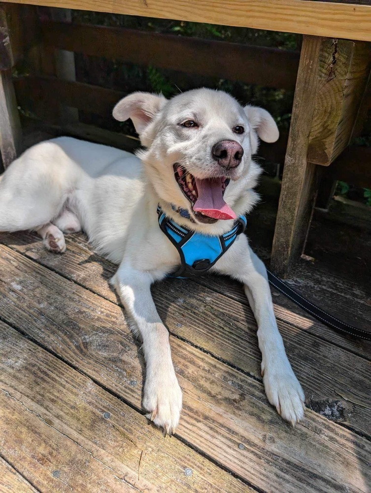 Mayo, an adoptable Husky, Spitz in Carrollton, VA, 23314 | Photo Image 4