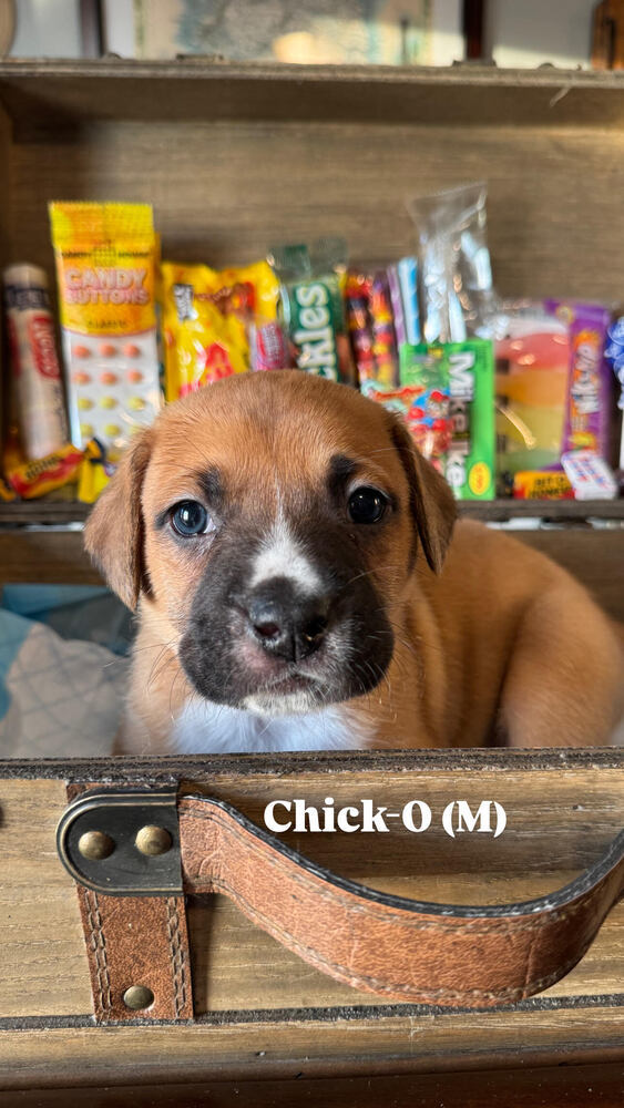 Chick-O (Vintage Candy Litter)