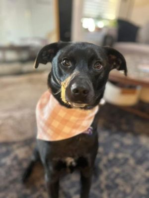 Serena, Adult Female Labrador Retriever