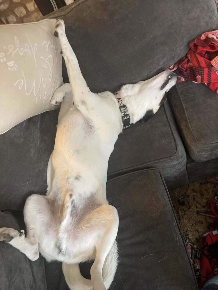Beans