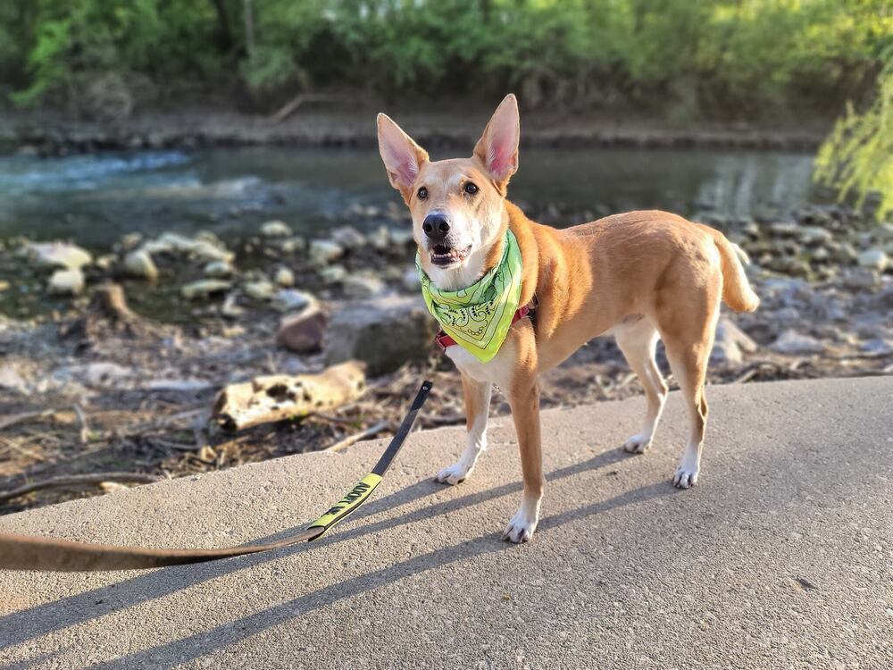 Jasper, an adoptable Basenji, Carolina Dog in New Albany, OH, 43054 | Photo Image 1