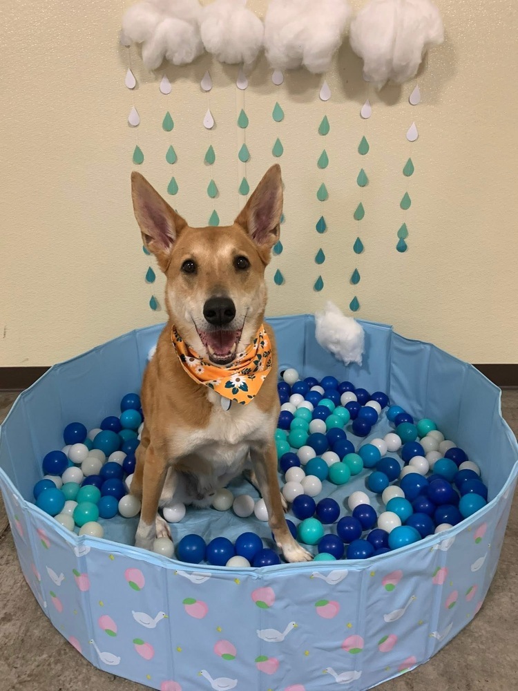 Jasper, an adoptable Basenji, Carolina Dog in New Albany, OH, 43054 | Photo Image 2