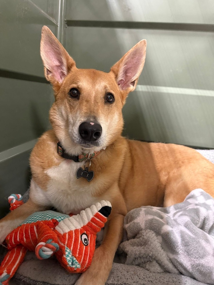 Jasper, an adoptable Basenji, Carolina Dog in New Albany, OH, 43054 | Photo Image 3