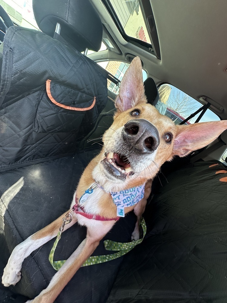 Jasper, an adoptable Basenji, Carolina Dog in New Albany, OH, 43054 | Photo Image 4