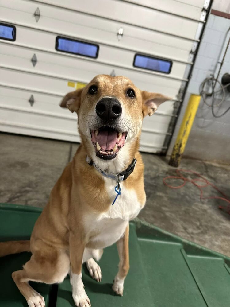 Jasper, an adoptable Basenji, Carolina Dog in New Albany, OH, 43054 | Photo Image 5