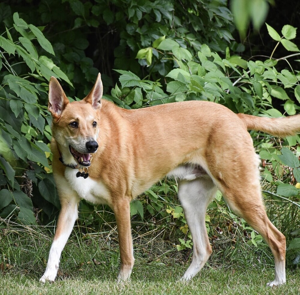 Jasper