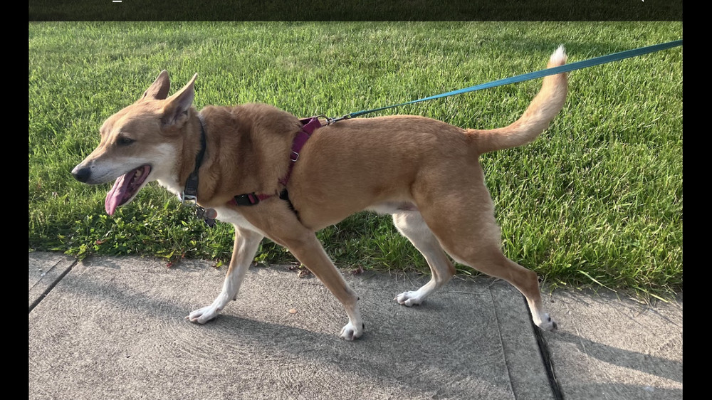Jasper, an adoptable Basenji, Carolina Dog in New Albany, OH, 43054 | Photo Image 6