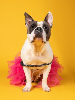 Bub Mixed Breed Dog