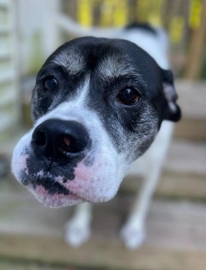 Charlie, Adult Male Boxer