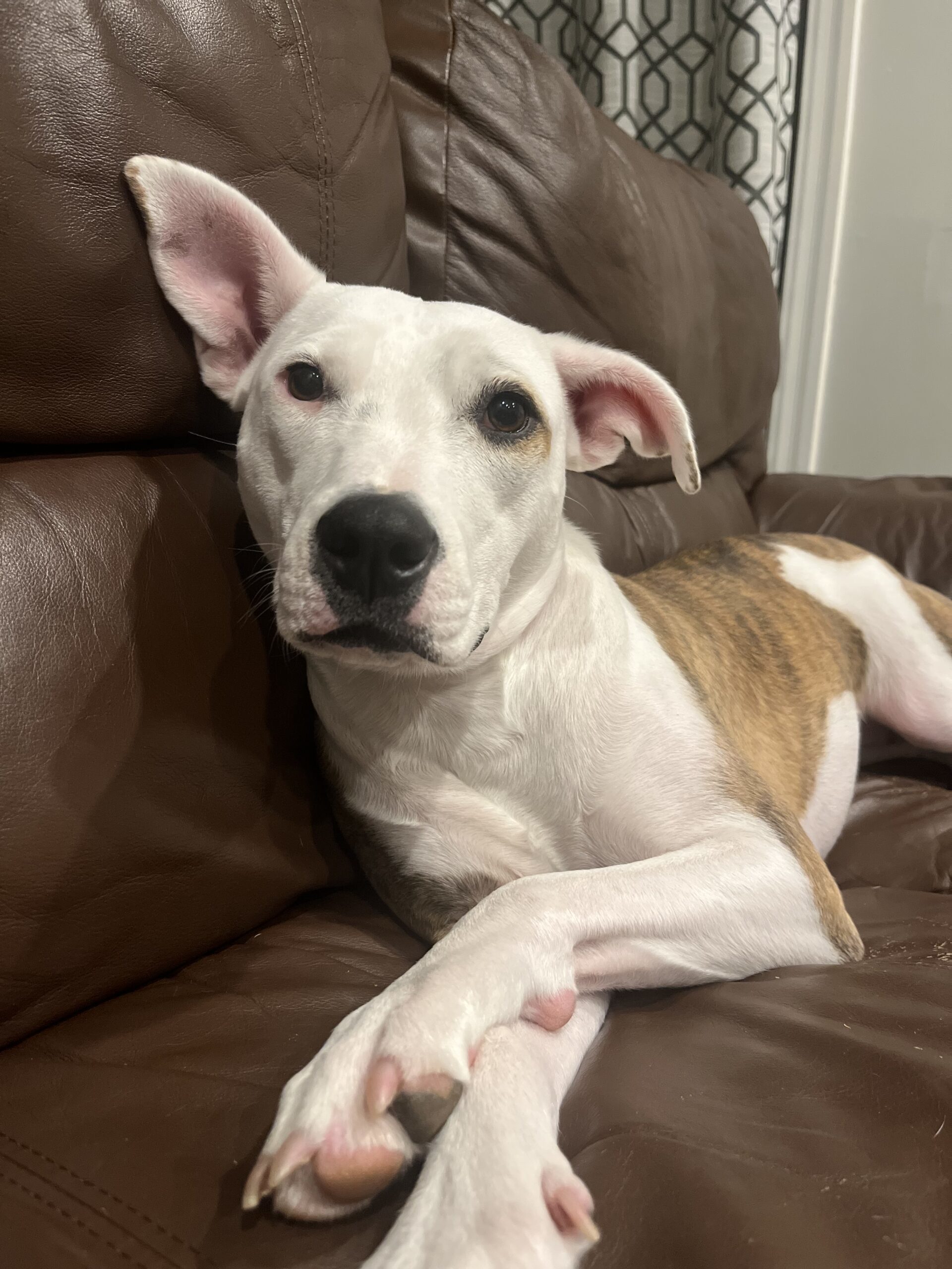 Dinora, an adoptable Mixed Breed in Sunderland, ON, L0C 1H0 | Photo Image 1