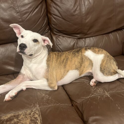Dinora, an adoptable Mixed Breed in Sunderland, ON, L0C 1H0 | Photo Image 2