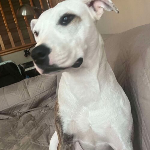 Dinora, an adoptable Mixed Breed in Sunderland, ON, L0C 1H0 | Photo Image 3