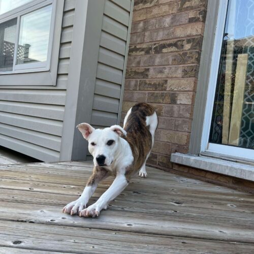 Dinora, an adoptable Mixed Breed in Sunderland, ON, L0C 1H0 | Photo Image 4