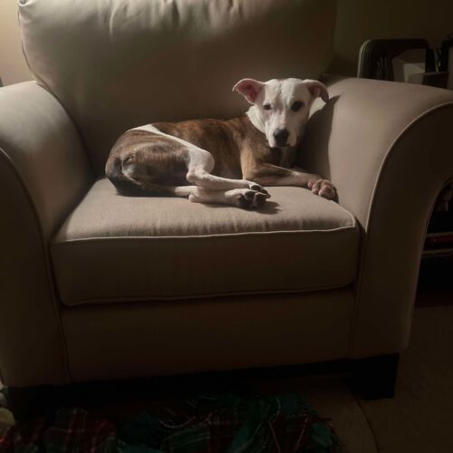 Dinora, an adoptable Mixed Breed in Sunderland, ON, L0C 1H0 | Photo Image 5