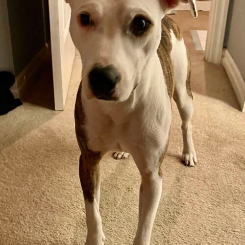 Dinora, an adoptable Mixed Breed in Sunderland, ON, L0C 1H0 | Photo Image 6