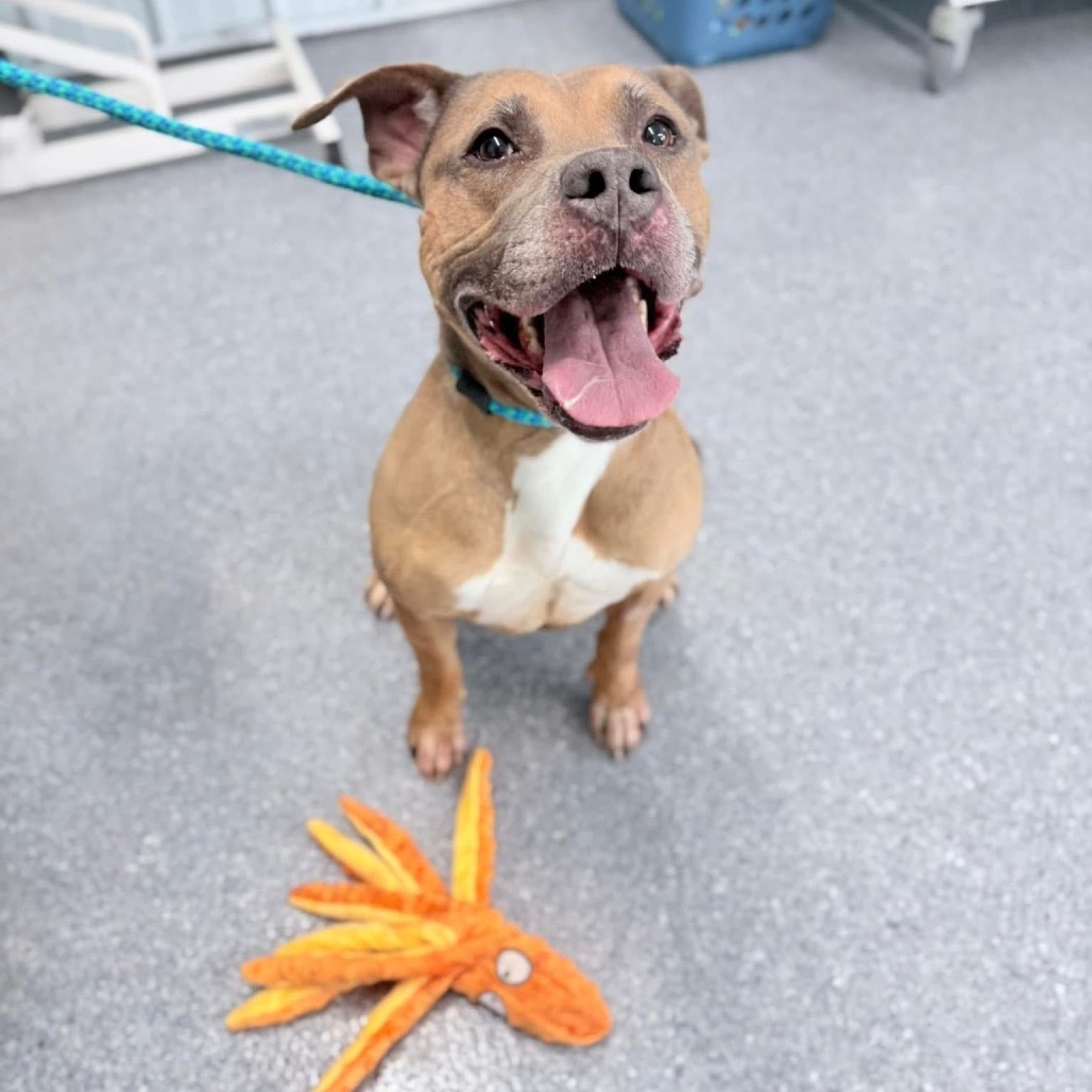 Emma (SPONSORED), an adoptable Pit Bull Terrier in Standish, MI, 48658 | Photo Image 1