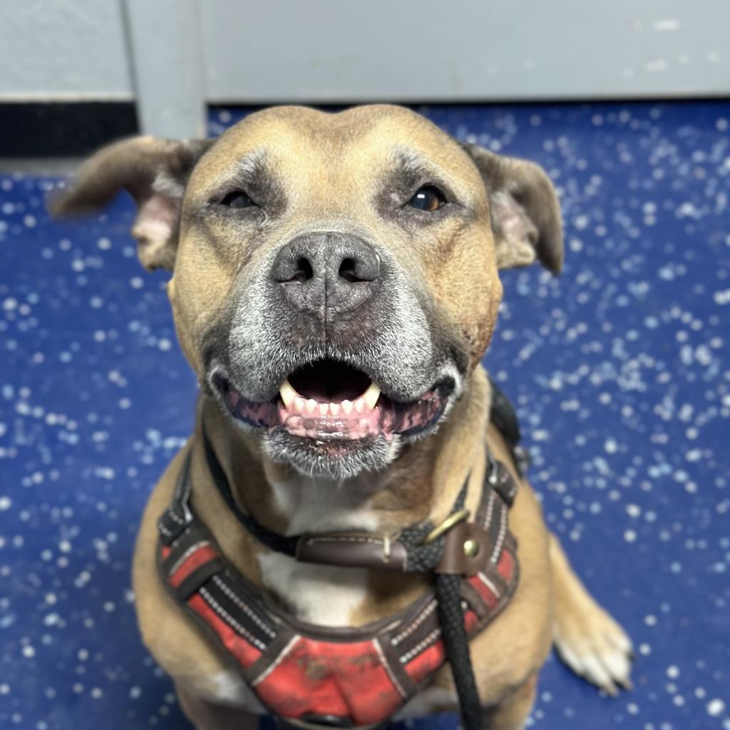 Emma (SPONSORED), an adoptable Pit Bull Terrier in Standish, MI, 48658 | Photo Image 2