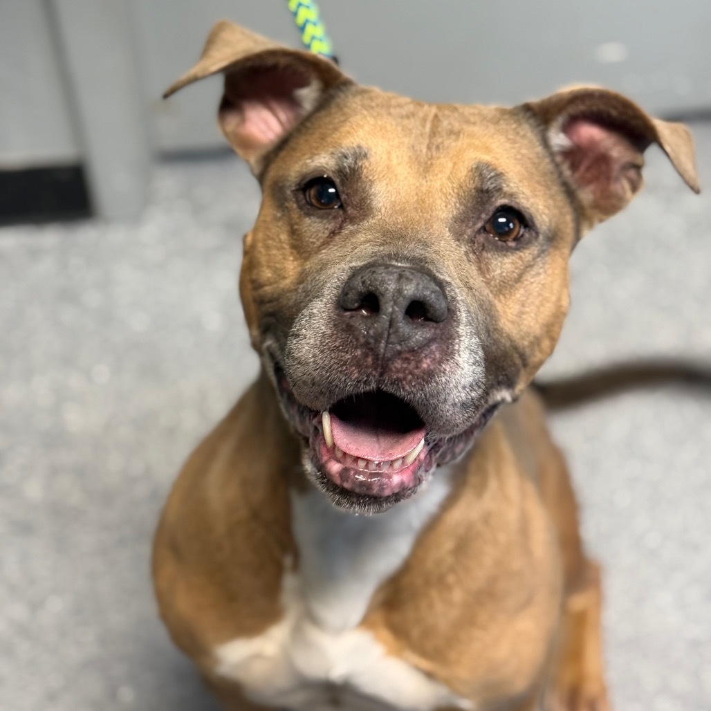 Emma (SPONSORED), an adoptable Pit Bull Terrier in Standish, MI, 48658 | Photo Image 3