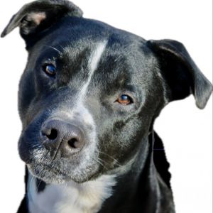 Black Jack, Adult Male Black Labrador Retriever