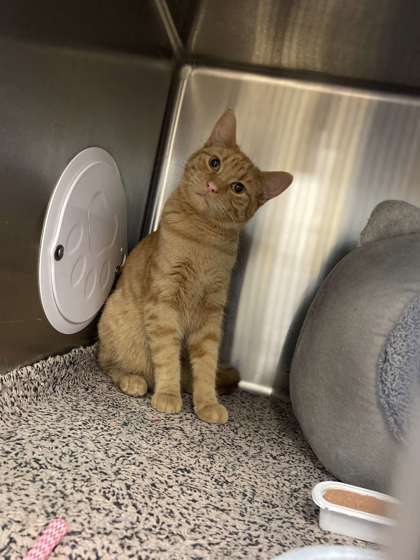 Rylee, an adoptable Domestic Short Hair in Fergus Falls, MN, 56537 | Photo Image 1