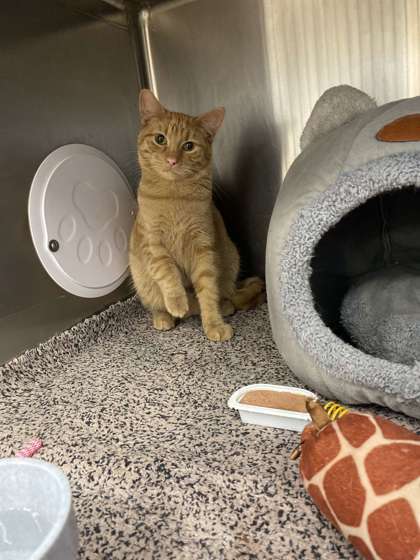 Rylee, an adoptable Domestic Short Hair in Fergus Falls, MN, 56537 | Photo Image 3