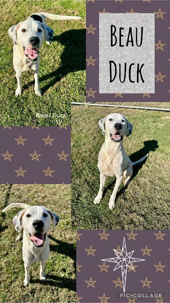 Dallas aka Beau Duck