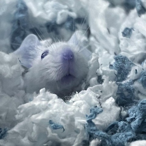 Jasper 4