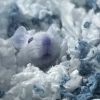 Lapis photo 4