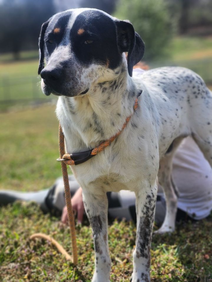 Kermit-Adoptable 1
