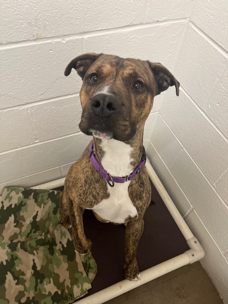 Sparky, an adoptable Pit Bull Terrier in Gillette, WY, 82716 | Photo Image 1