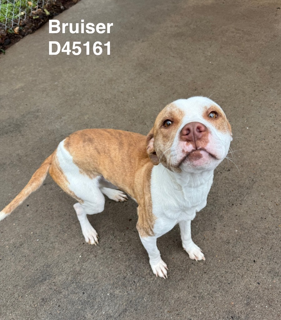 Bruiser